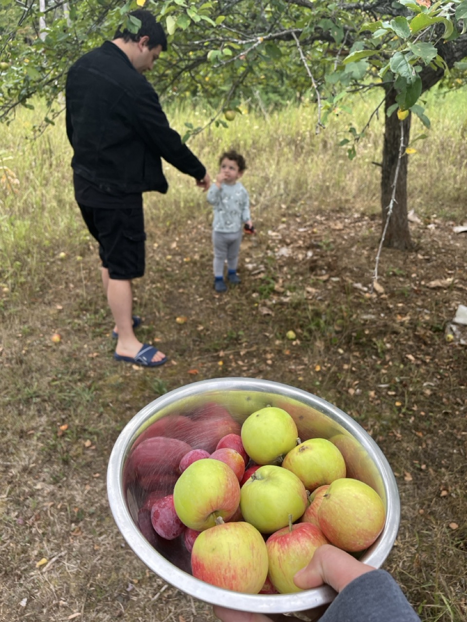 Picking apples in the orchard
